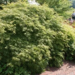 Japanse Esdoorn (Acer Palmatum 'Dissectum') -Tuin Stek Verkoop acer palmatum dissectum 1