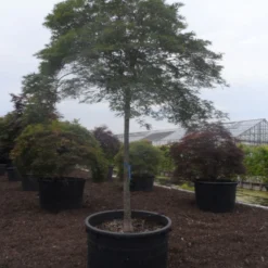 Japanse Esdoorn (Acer Palmatum 'Dissectum') -Tuin Stek Verkoop acer palmatum dissectum 20 25ho c750