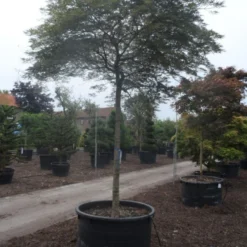 Japanse Esdoorn (Acer Palmatum 'Dissectum') 38 Japanse Esdoorn (Acer Palmatum 'Dissectum') -Tuin Stek Verkoop acer palmatum dissectum 25 30ho c750 1