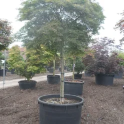 Japanse Esdoorn (Acer Palmatum 'Dissectum') -Tuin Stek Verkoop acer palmatum dissectum 25 30ho c750 2