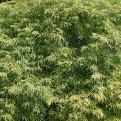 Japanse Esdoorn (Acer Palmatum 'Dissectum') -Tuin Stek Verkoop acer palmatum dissectum 2