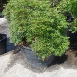 Japanse Esdoorn (Acer Palmatum 'Dissectum') 29 Japanse Esdoorn (Acer Palmatum 'Dissectum') -Tuin Stek Verkoop acer palmatum dissectum 60stam c500 extra 1