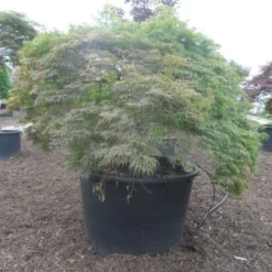 Japanse Esdoorn (Acer Palmatum 'Dissectum') 35 Japanse Esdoorn (Acer Palmatum 'Dissectum') -Tuin Stek Verkoop acer palmatum dissectum halfstam c750 solitair extra 2 1