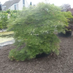 Japanse Esdoorn (Acer Palmatum 'Dissectum') 32 Japanse Esdoorn (Acer Palmatum 'Dissectum') -Tuin Stek Verkoop acer palmatum dissectum halfstam c750 solitair extra 4 1