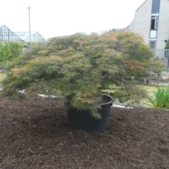 Japanse Esdoorn (Acer Palmatum 'Dissectum') -Tuin Stek Verkoop acer palmatum dissectum rubrum solitair extra