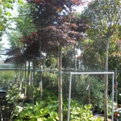 Japanse Esdoorn (Acer Palmatum 'Fireglow') -Tuin Stek Verkoop acer palmatum fireglow 12 14ho cont