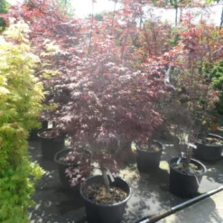 Japanse Esdoorn (Acer Palmatum 'Fireglow') -Tuin Stek Verkoop acer palmatum fireglow 150 175 c50