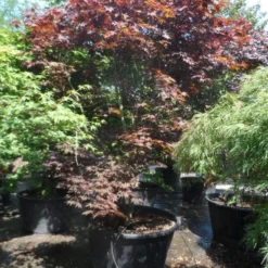 Japanse Esdoorn (Acer Palmatum 'Fireglow') -Tuin Stek Verkoop acer palmatum fireglow 250 300 c500