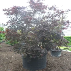 Japanse Esdoorn (Acer Palmatum 'Fireglow') -Tuin Stek Verkoop acer palmatum fireglow solitair c1500 extra