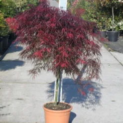 Japanse Esdoorn (Acer Palmatum 'Garnet') -Tuin Stek Verkoop acer palmatum garnet halfstam c25