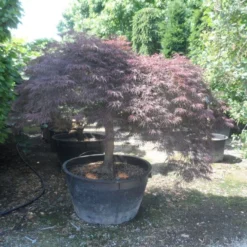Japanse Esdoorn (Acer Palmatum 'Garnet') -Tuin Stek Verkoop acer palmatum garnet halfstam c500 extra