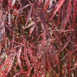 Japanse Esdoorn (Acer Palmatum 'Inabe-shidare') -Tuin Stek Verkoop acer palmatum inaba shidare 2