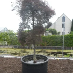 Japanse Esdoorn (Acer Palmatum 'Inabe-shidare') -Tuin Stek Verkoop acer palmatum inabe shidare 20 25ho c750