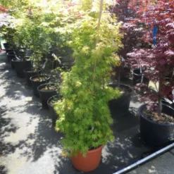 Japanse Esdoorn (Acer Palmatum 'Orange Dream') -Tuin Stek Verkoop acer palmatum orange dream 125 150 c25