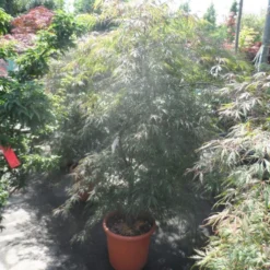 Japanse Esdoorn (Acer Palmatum 'Ornatum') -Tuin Stek Verkoop acer palmatum ornatum 125 150 c25