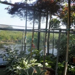 Japanse Esdoorn (Acer Palmatum 'Ornatum') -Tuin Stek Verkoop acer palmatum ornatum 180 200stam 10 12