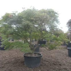 Japanse Esdoorn (Acer Palmatum 'Ornatum') -Tuin Stek Verkoop acer palmatum ornatum solitair extra
