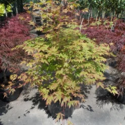 Japanse Esdoorn (Acer Palmatum 'Osakazuki') -Tuin Stek Verkoop acer palmatum osakazuki 100 125 c25
