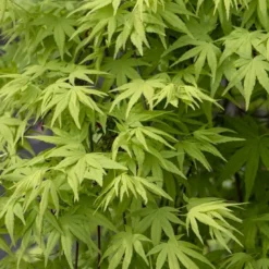 Japanse Esdoorn (Acer Palmatum 'Ryusen')