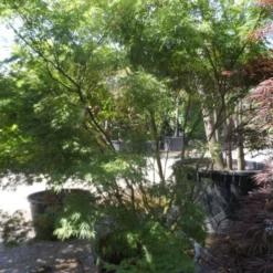 Japanse Esdoorn (Acer Palmatum 'Seiryu') -Tuin Stek Verkoop acer palmatum seiryu 225 250 c160