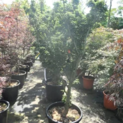 Japanse Esdoorn (Acer Palmatum 'Shishigashira') -Tuin Stek Verkoop acer palmatum shishigashira 150 175 c70 extra