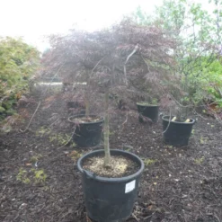 Japanse Esdoorn Op Stam (Acer Palmatum 'Tamuke Yama') 10 Japanse Esdoorn Op Stam (Acer Palmatum 'Tamuke Yama') -Tuin Stek Verkoop acer palmatum tamukeyama halfstam c90