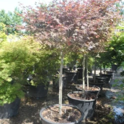 Japanse Esdoorn (Acer Palmatum 'Trompenburg') -Tuin Stek Verkoop acer palmatum trompenburg 120stam c240
