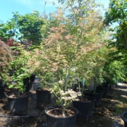 Japanse Esdoorn (Acer Palmatum 'Ukigumo') -Tuin Stek Verkoop acer palmatum ukigumo 200 250 c110