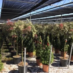 Japanse Esdoorn Op Stam (Acer Palmatum 'Tamuke Yama') 13 Japanse Esdoorn Op Stam (Acer Palmatum 'Tamuke Yama') -Tuin Stek Verkoop acer rossi palm. diss. tamukeyama halfstam