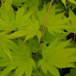 Japanse Esdoorn (Acer Shirasawanum 'Jordan') -Tuin Stek Verkoop acer shir. jordan 1