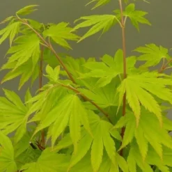 Japanse Esdoorn (Acer Shirasawanum 'Jordan') -Tuin Stek Verkoop acer shir. jordan 2