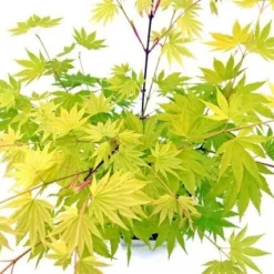 Japanse Esdoorn (Acer Shirasawanum 'Jordan') -Tuin Stek Verkoop acer shir. jordan 3
