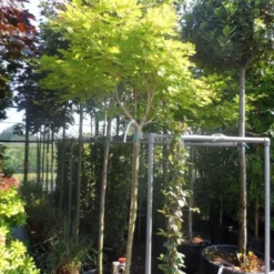 Japanse Esdoorn (Acer Shirasawanum 'Aureum') -Tuin Stek Verkoop acer shirasawanum aureum 120stam c50