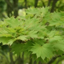 Japanse Esdoorn (Acer Shirasawanum 'Aureum') -Tuin Stek Verkoop acer shirasawanum aureum 1