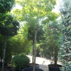 Japanse Esdoorn (Acer Shirasawanum 'Aureum') -Tuin Stek Verkoop acer shirasawanum aureum 20 25ho c350