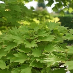 Japanse Esdoorn (Acer Shirasawanum 'Aureum') -Tuin Stek Verkoop acer shirasawanum aureum 2 1