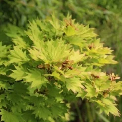 Japanse Esdoorn (Acer Shirasawanum 'Aureum') -Tuin Stek Verkoop acer shirasawanum aureum 3 1