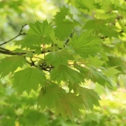 Japanse Esdoorn (Acer Shirasawanum 'Aureum') -Tuin Stek Verkoop acer shirasawanum aureum 4