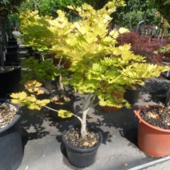 Japanse Esdoorn (Acer Shirasawanum 'Aureum') -Tuin Stek Verkoop acer shirasawanum aureum 60 80 100 c12