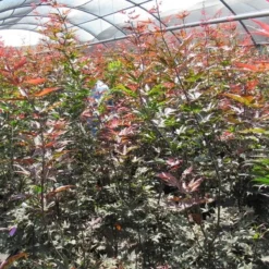 Japanse Esdoorn (Acer Palmatum 'Skeeter's Broom') -Tuin Stek Verkoop acer skeeters broom