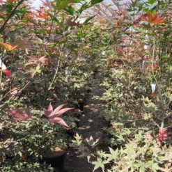 Japanse Esdoorn (Acer Palmatum 'Skeeter's Broom') -Tuin Stek Verkoop acer skeeters broom 125 150 is al simpel product van