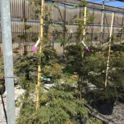 Japanse Esdoorn (Acer Palmatum 'Viridis') -Tuin Stek Verkoop acer verdi palm. diss. viridis 150 175