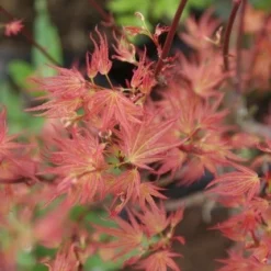 Japanse Esdoorn (Acer Palmatum 'Wilson's Pink Dwarf') -Tuin Stek Verkoop acer wilsons pink dwarf 3
