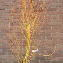 Japanse Esdoorn (Acer Palmatum 'Bi Hoo') -Tuin Stek Verkoop acerbihoo01