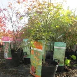 Japanse Esdoorn (Acer Palmatum 'Wilson's Pink Dwarf') -Tuin Stek Verkoop acerpinkdwarf01