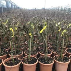 Japanse Esdoorn Op Stam (Acer Palmatum 'Ryusen') -Tuin Stek Verkoop acerryusen02