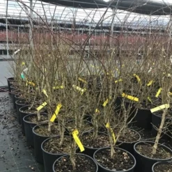 Japanse Esdoorn (Acer Palmatum 'Summer Gold') -Tuin Stek Verkoop acersummergold