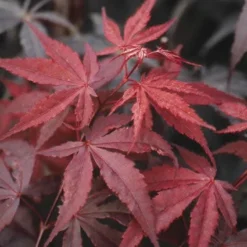 Japanse Esdoorn (Acer Palmatum 'Atropurpureum') -Tuin Stek Verkoop acpatrop 9
