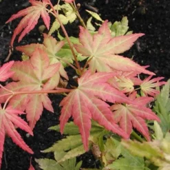 Japanse Esdoorn (Acer Palmatum 'Orange Dream') -Tuin Stek Verkoop acpodrea 4