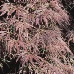 Japanse Esdoorn (Acer Palmatum 'Ornatum') -Tuin Stek Verkoop acpornat 11